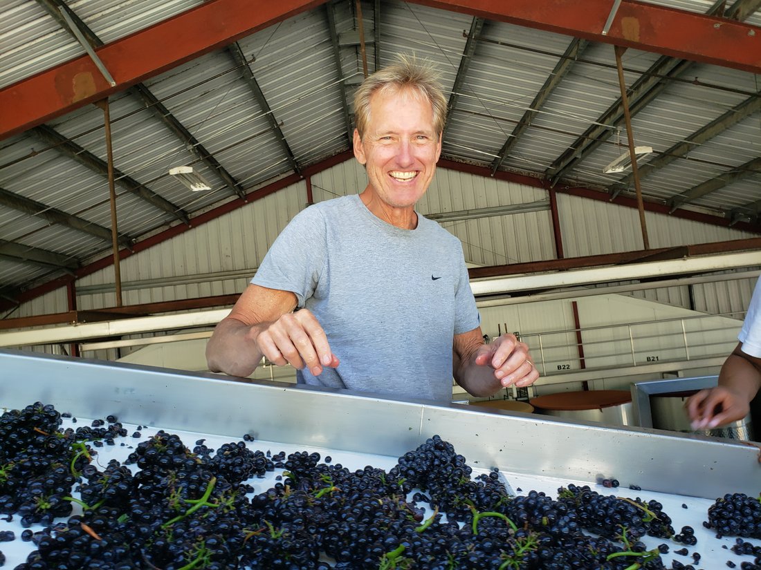 Sorting freshly harvested Pinot Noir grapes at the crush pad