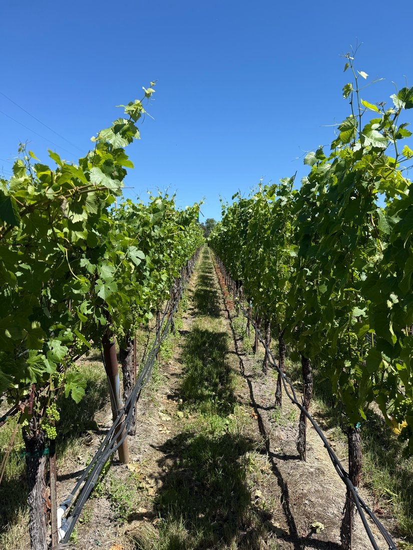 Looking down a sunlit row of Pinot Noir vines under a clear blue sky